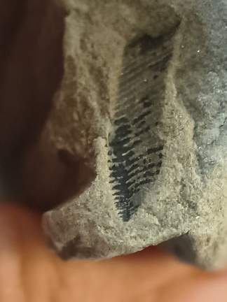 RR. 16, indet. fossil, likely brachiopod piece