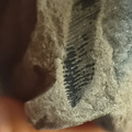 RR. 16, indet. fossil, likely brachiopod piece