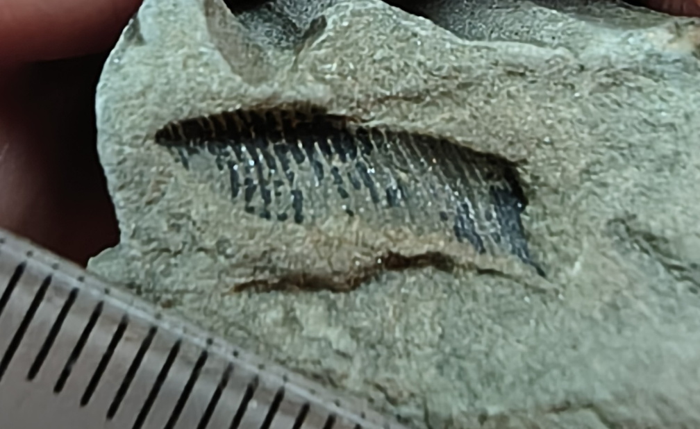 RR. 16, indet. fossil, likely brachiopod piece