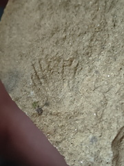 SRT3. Brachiopod Mix, Strophomenid and Rhynchonellid