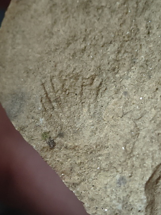 SRT3. Brachiopod Mix, Strophomenid and Rhynchonellid