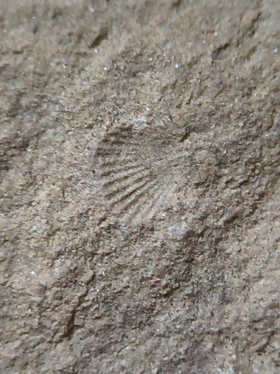 SRT3. Brachiopod Mix, Strophomenid and Rhynchonellid