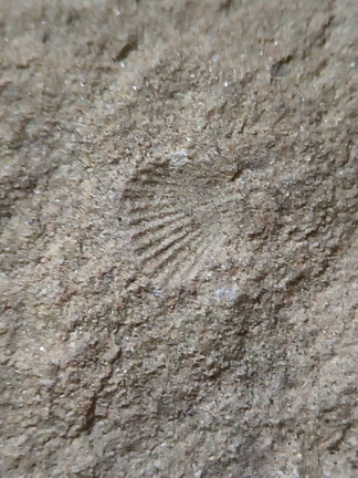 SRT3. Brachiopod Mix, Strophomenid and Rhynchonellid