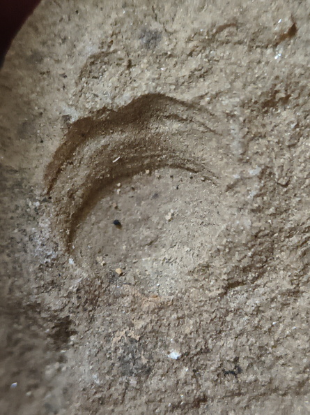 SRT3. Brachiopod Mix, Strophomenid and Rhynchonellid