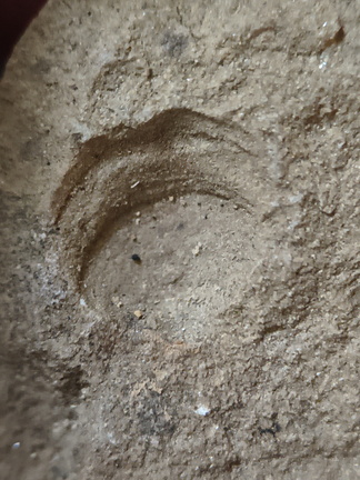 SRT3. Brachiopod Mix, Strophomenid and Rhynchonellid