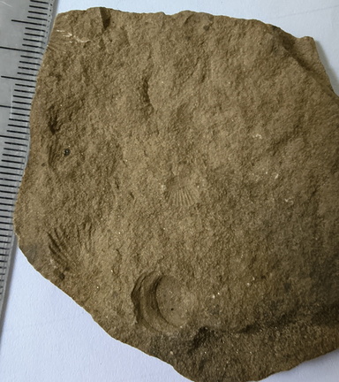 SRT3. Brachiopod Mix, Strophomenid and Rhynchonellid