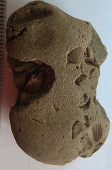 Brachiopod Impressions- spirifid and Indet.  