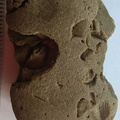 Brachiopod Impressions- spirifid and Indet.  