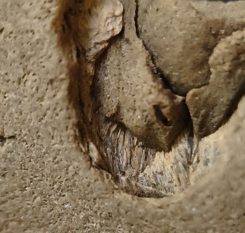 Brachiopod Impressions- spirifid and Indet.  