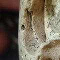 Brachiopod Impressions- spirifid and Indet.  