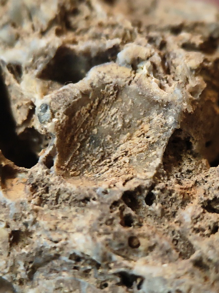 RR10 - Rugose Coral, Cystoporid Bryozoan, Brachiopod Fragments