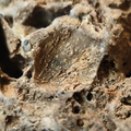 RR10 - Rugose Coral, Cystoporid Bryozoan, Brachiopod Fragments
