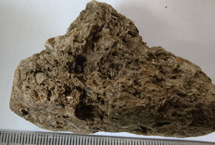 RR10 - Rugose Coral, Cystoporid Bryozoan, Brachiopod Fragments