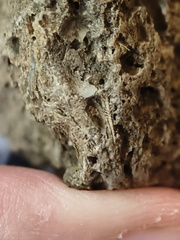 RR10 - Rugose Coral, Cystoporid Bryozoan, Brachiopod Fragments
