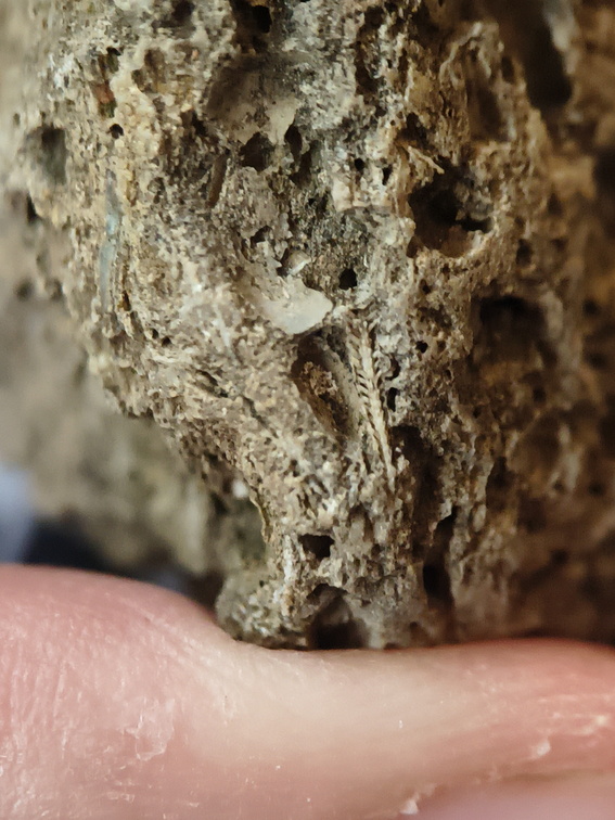RR10 - Rugose Coral, Cystoporid Bryozoan, Brachiopod Fragments