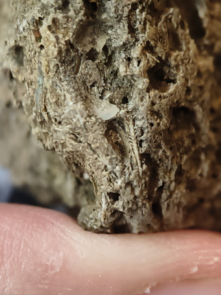 RR10 - Rugose Coral, Cystoporid Bryozoan, Brachiopod Fragments