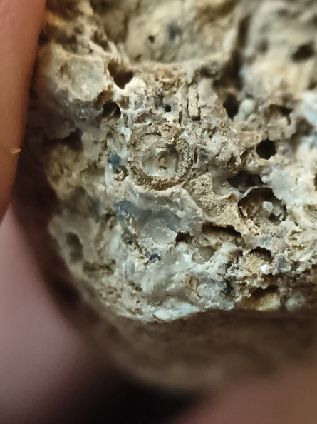 RR10 - Rugose Coral, Cystoporid Bryozoan, Brachiopod Fragments