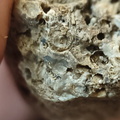 RR10 - Rugose Coral, Cystoporid Bryozoan, Brachiopod Fragments