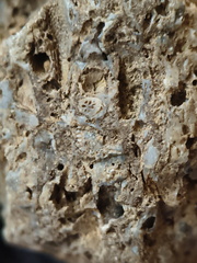 RR10 - Rugose Coral, Cystoporid Bryozoan, Brachiopod Fragments