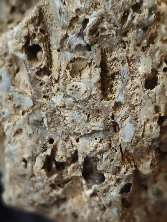 RR10 - Rugose Coral, Cystoporid Bryozoan, Brachiopod Fragments