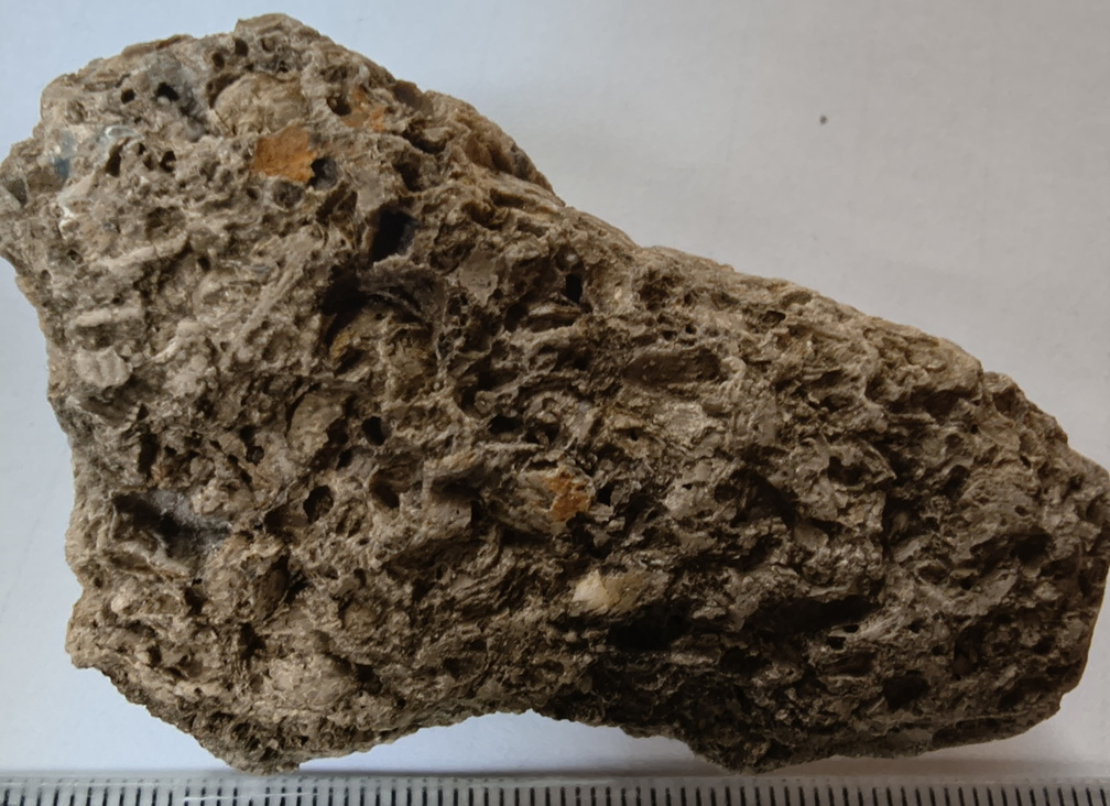 RR10 - Rugose Coral, Cystoporid Bryozoan, Brachiopod Fragments