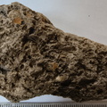 RR10 - Rugose Coral, Cystoporid Bryozoan, Brachiopod Fragments
