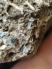 RR10 - Rugose Coral, Cystoporid Bryozoan, Brachiopod Fragments