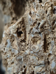 RR10 - Rugose Coral, Cystoporid Bryozoan, Brachiopod Fragments