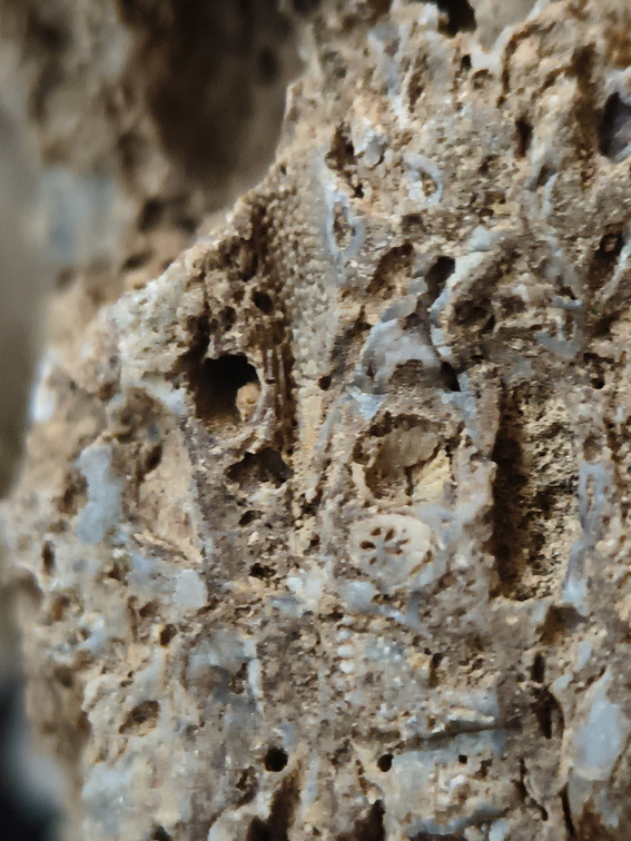 RR10 - Rugose Coral, Cystoporid Bryozoan, Brachiopod Fragments