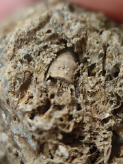 RR10 - Rugose Coral, Cystoporid Bryozoan, Brachiopod Fragments