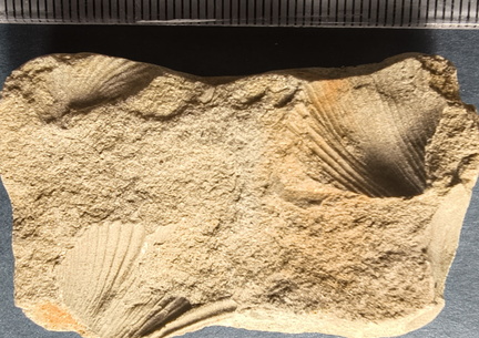 SRL5 Rhynchonellid Brachiopod Impressions