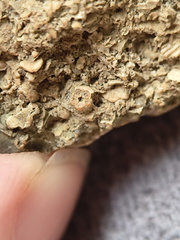 SRL6 Bioclastic Packstone (Crinoid and Brachiopod Fragments)