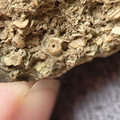 SRL6 Bioclastic Packstone (Crinoid and Brachiopod Fragments)