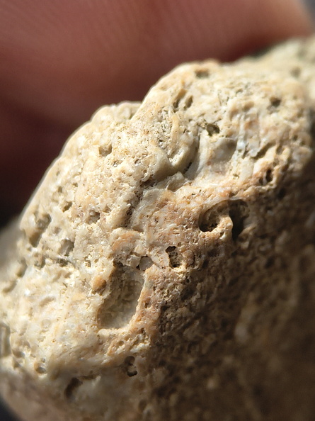 SRL6 Bioclastic Packstone (Crinoid and Brachiopod Fragments)