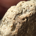 SRL6 Bioclastic Packstone (Crinoid and Brachiopod Fragments)
