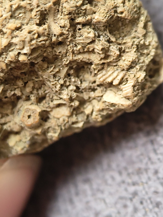 SRL6 Bioclastic Packstone (Crinoid and Brachiopod Fragments)