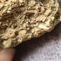 SRL6 Bioclastic Packstone (Crinoid and Brachiopod Fragments)