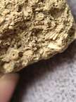 SRL6 Bioclastic Packstone (Crinoid and Brachiopod Fragments)