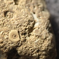 SRL6 Bioclastic Packstone (Crinoid and Brachiopod Fragments)