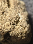 SRL6 Bioclastic Packstone (Crinoid and Brachiopod Fragments)