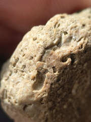 SRL6 Bioclastic Packstone (Crinoid and Brachiopod Fragments)