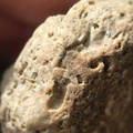 SRL6 Bioclastic Packstone (Crinoid and Brachiopod Fragments)