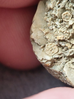 SRL6 Bioclastic Packstone (Crinoid and Brachiopod Fragments)