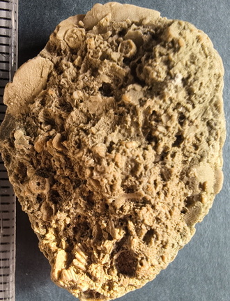 SRL6 Bioclastic Packstone (Crinoid and Brachiopod Fragments)