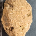 SRL6 Bioclastic Packstone (Crinoid and Brachiopod Fragments)