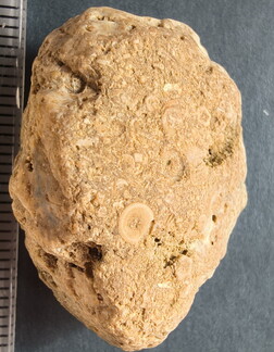 SRL6 Bioclastic Packstone (Crinoid and Brachiopod Fragments)