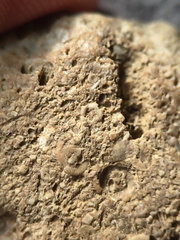 SRL6 Bioclastic Packstone (Crinoid and Brachiopod Fragments)