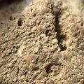 SRL6 Bioclastic Packstone (Crinoid and Brachiopod Fragments)
