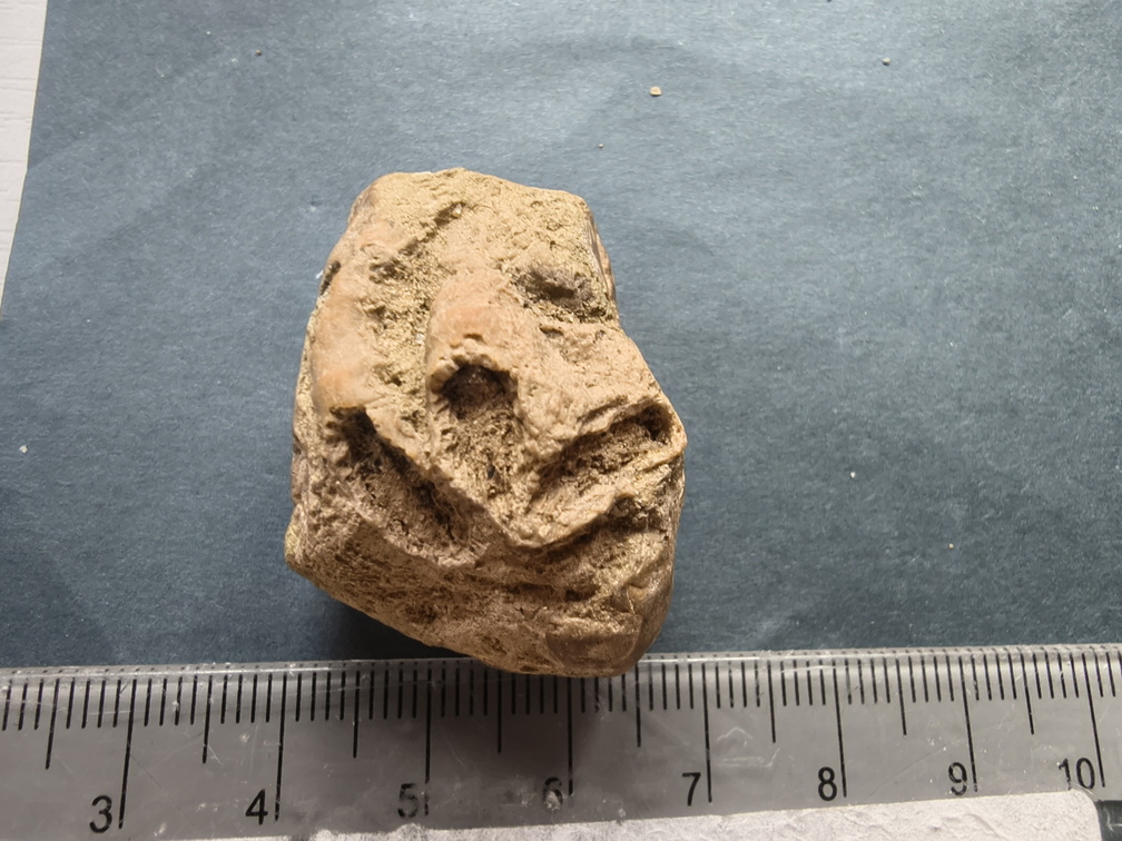 SRL7 Rugosa (Phaceloid Colonial Coral)