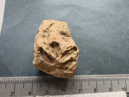 SRL7 Rugosa (Phaceloid Colonial Coral)